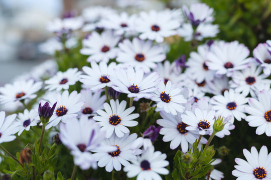 African Daisy White - Flat