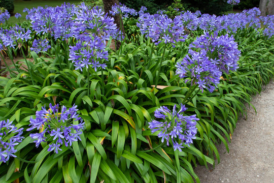 Agapanthus Blue Lilyofthe Nile Plant