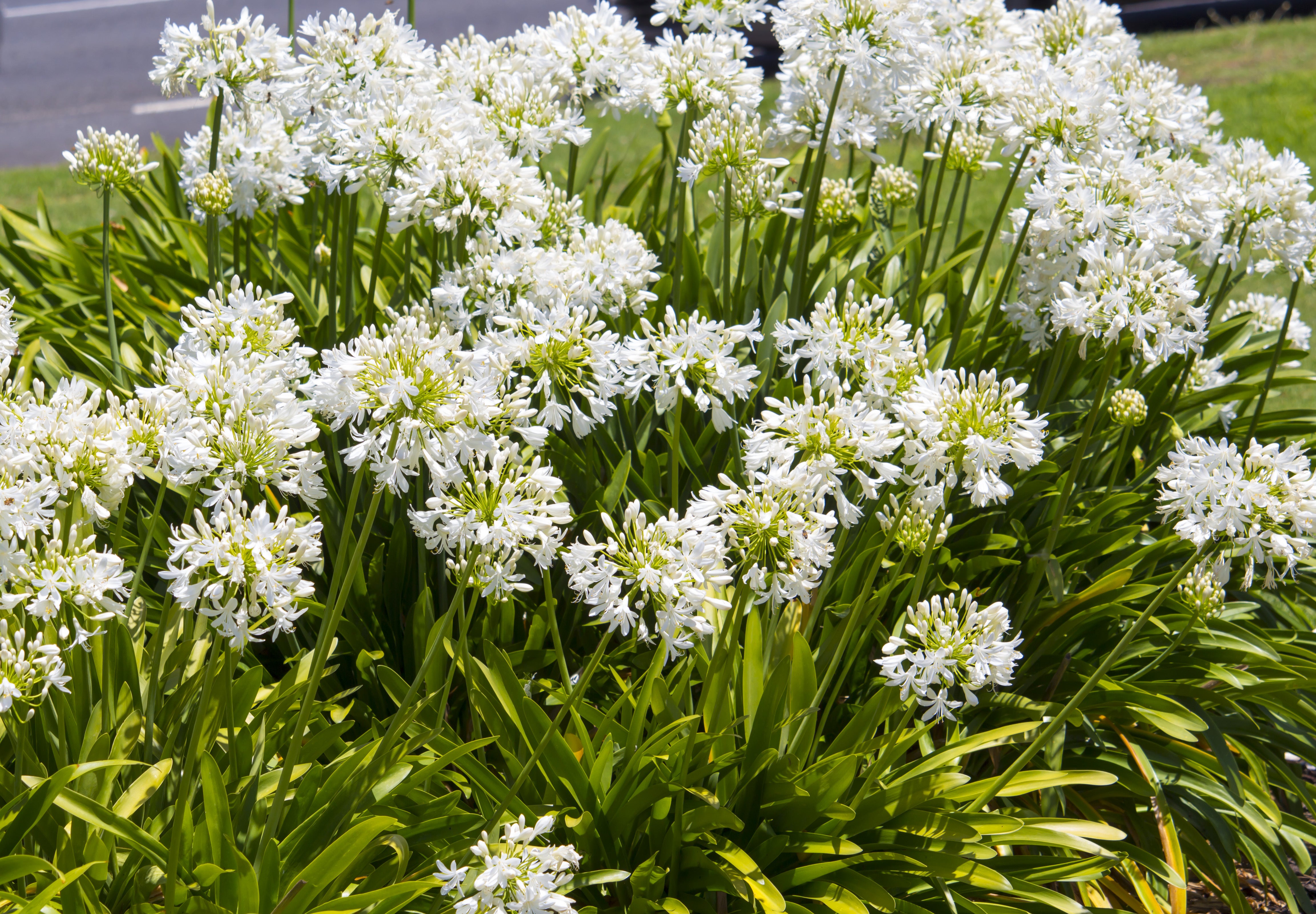 Agapanthus africanus 'Albus' White Lily of the Nile - 5 Gallon -  PlantClearance.com