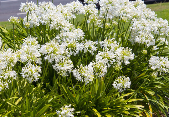 Agapanthus White Lilyofthe Nile Plant