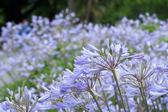 Agapanthus Peter Pan Plant