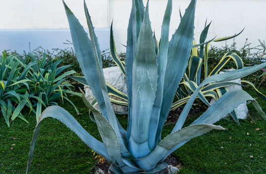 Agave Americana Century Plant Plant