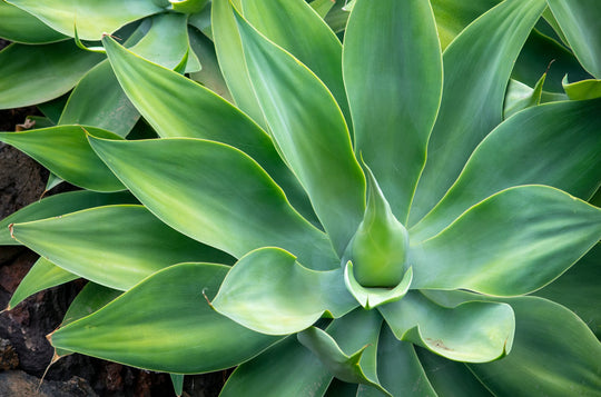 Agaveattenuatafoxtailagave Plant