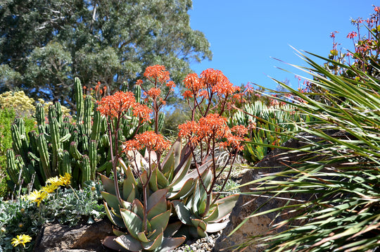 Aloe Striata Coral Aloe Plant