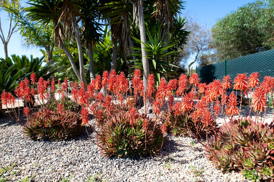 Aloesaponaria Soap Aloe Plant