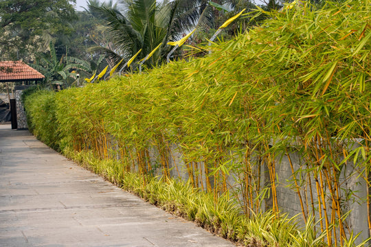 Alphonse Karr Bamboo Plant
