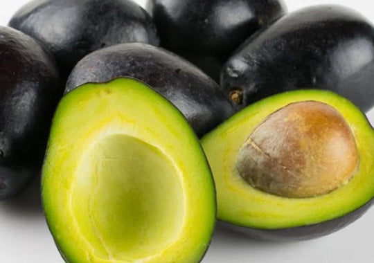 Mexicola Avocado Tree - 24" Box