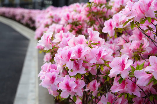 Azalea George L.Taber Plant