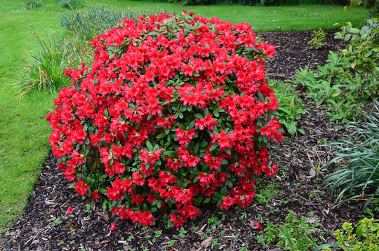 Azalea Red Bird Plant