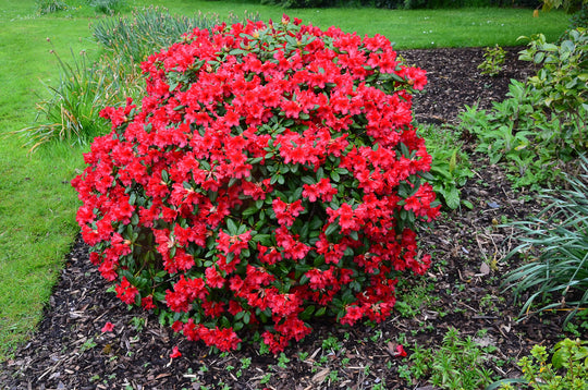 Azalea Red Bird Plant