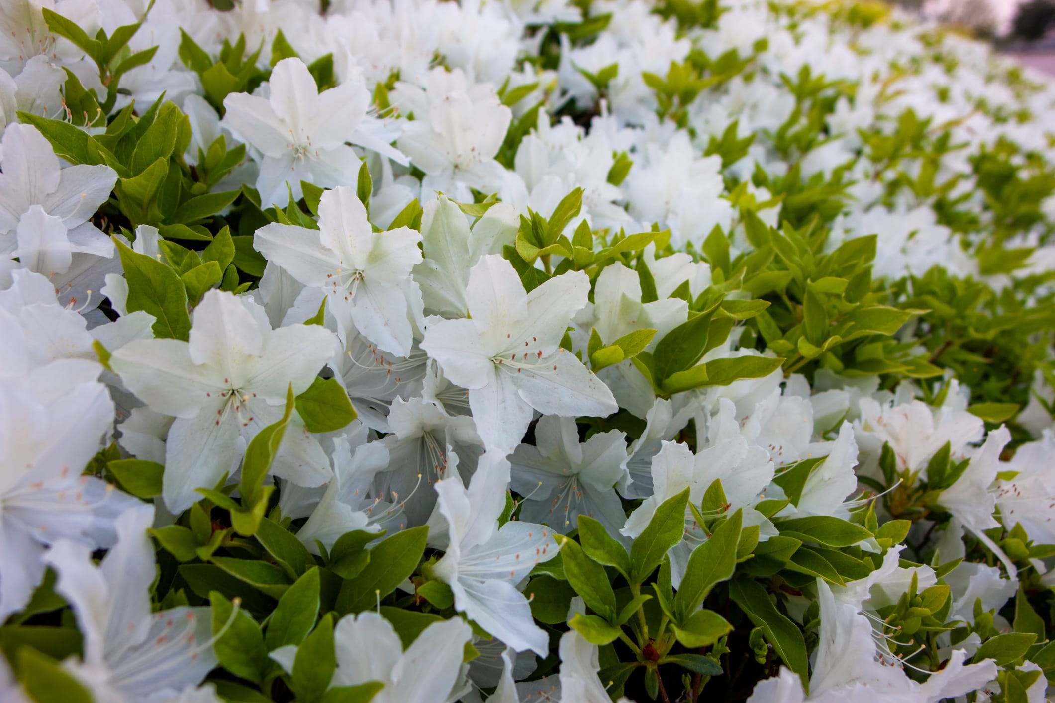 Azalea 'Alaska' White - 5 and 15 Gallon - Plant Clearance
