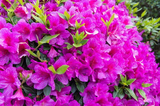 Azalea Purple Formosa Plant