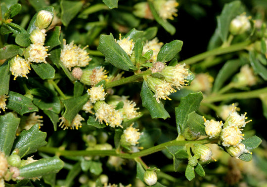 Bacharis Pilularis Coyote Bush Plant