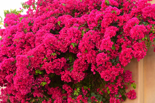 Barbara Karst Bougainvillea Plant