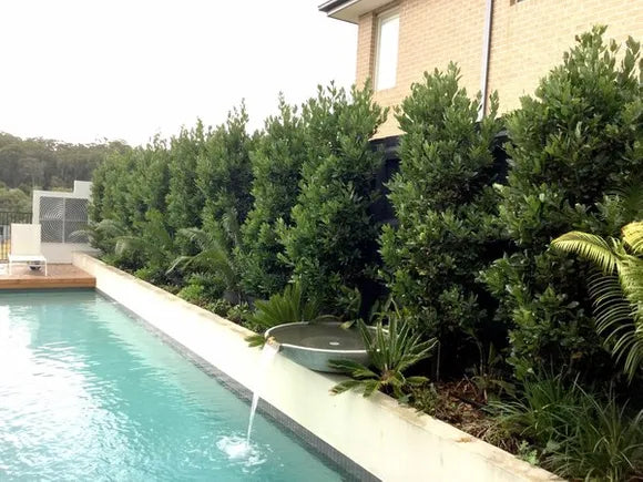 Bay Laurel Hedge