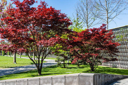 Bloodgood Japanese Mapletree Plant
