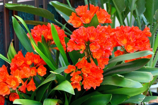 Clivia Miniata Orange Plant