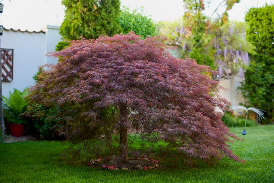 Crimson Queen Japanese Maple Tree Plant