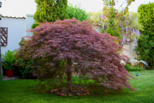 Crimson Queen Japanese Maple Tree Plant