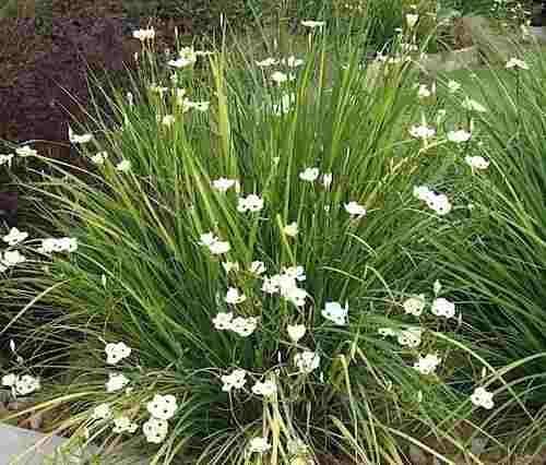 Dietes bicolor (Moraea b.) Fortnight Lily - 5 Gallon