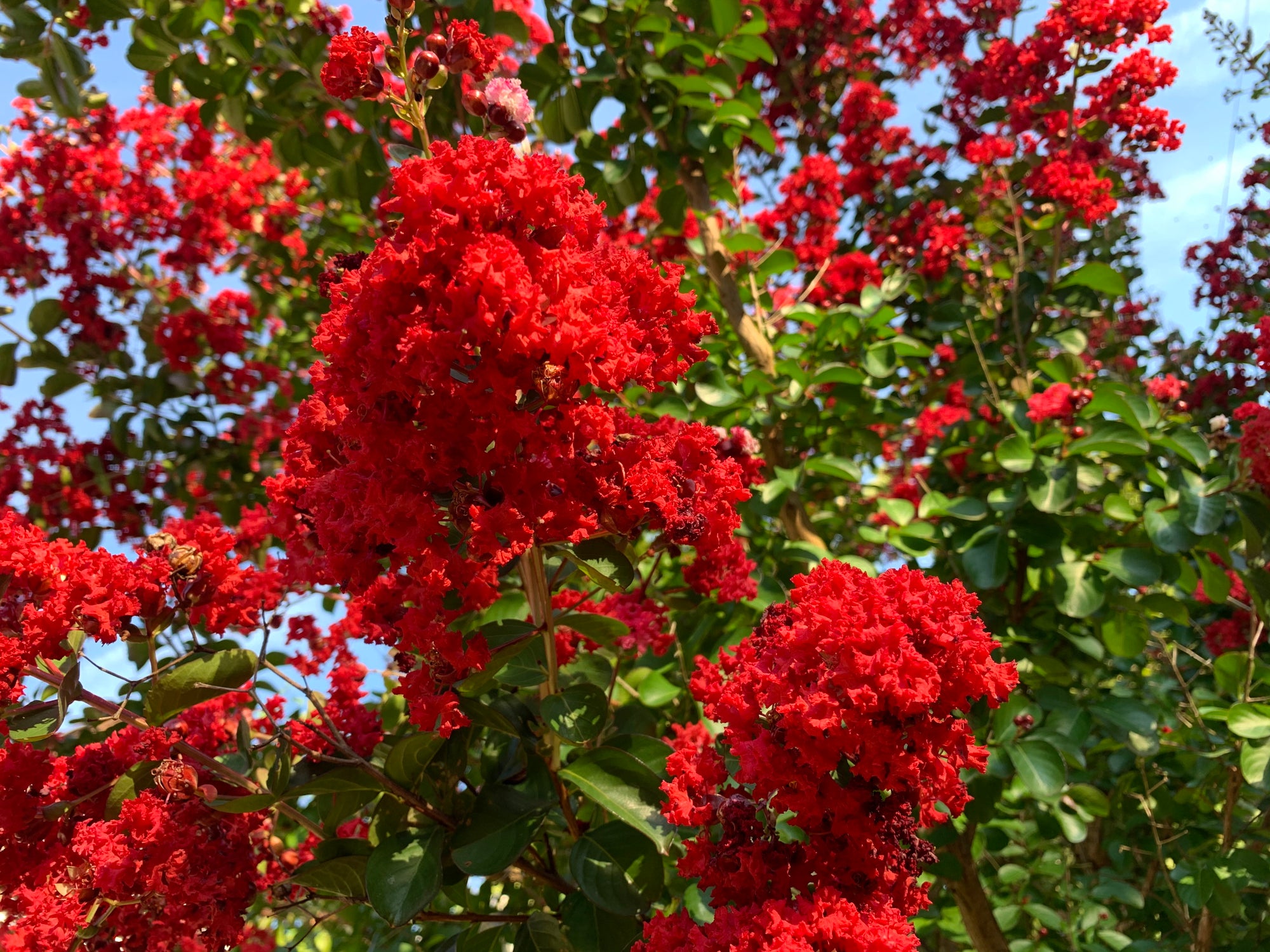 Dynamite Red Crape Myrtle Tree 15 Gallon 24