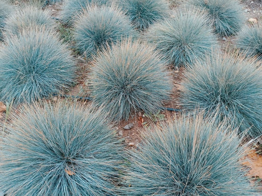 Elijah Blue Fescue Plant