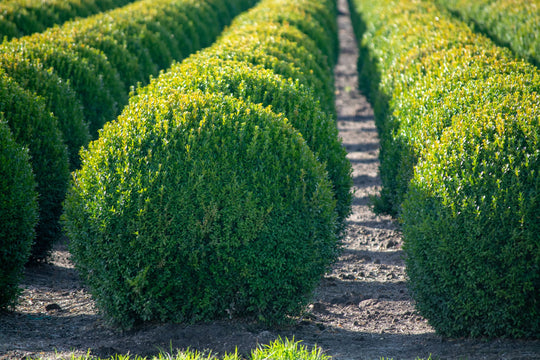 English Boxwood Globe topiary shrub in a nursery grow container