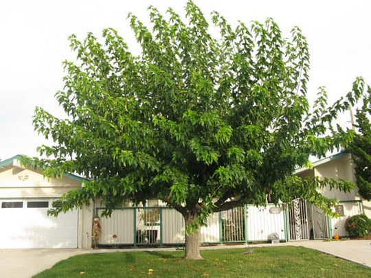 Morus alba 'Fruitless Mulberry' - 24" Box Standard