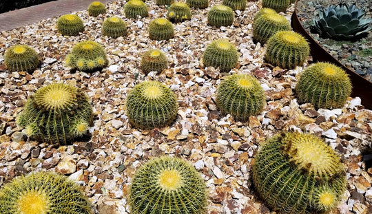 Echinocactus grusonii - 'Golden Barrel Cactus' - 5 Gallon