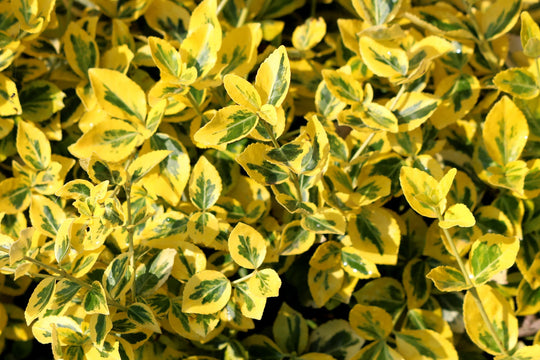 Golden Euonymus - 5 Gallon