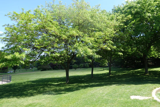 Honey Locust Tree Plant