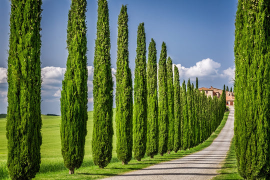 Italian Cypress - 15 Gallon