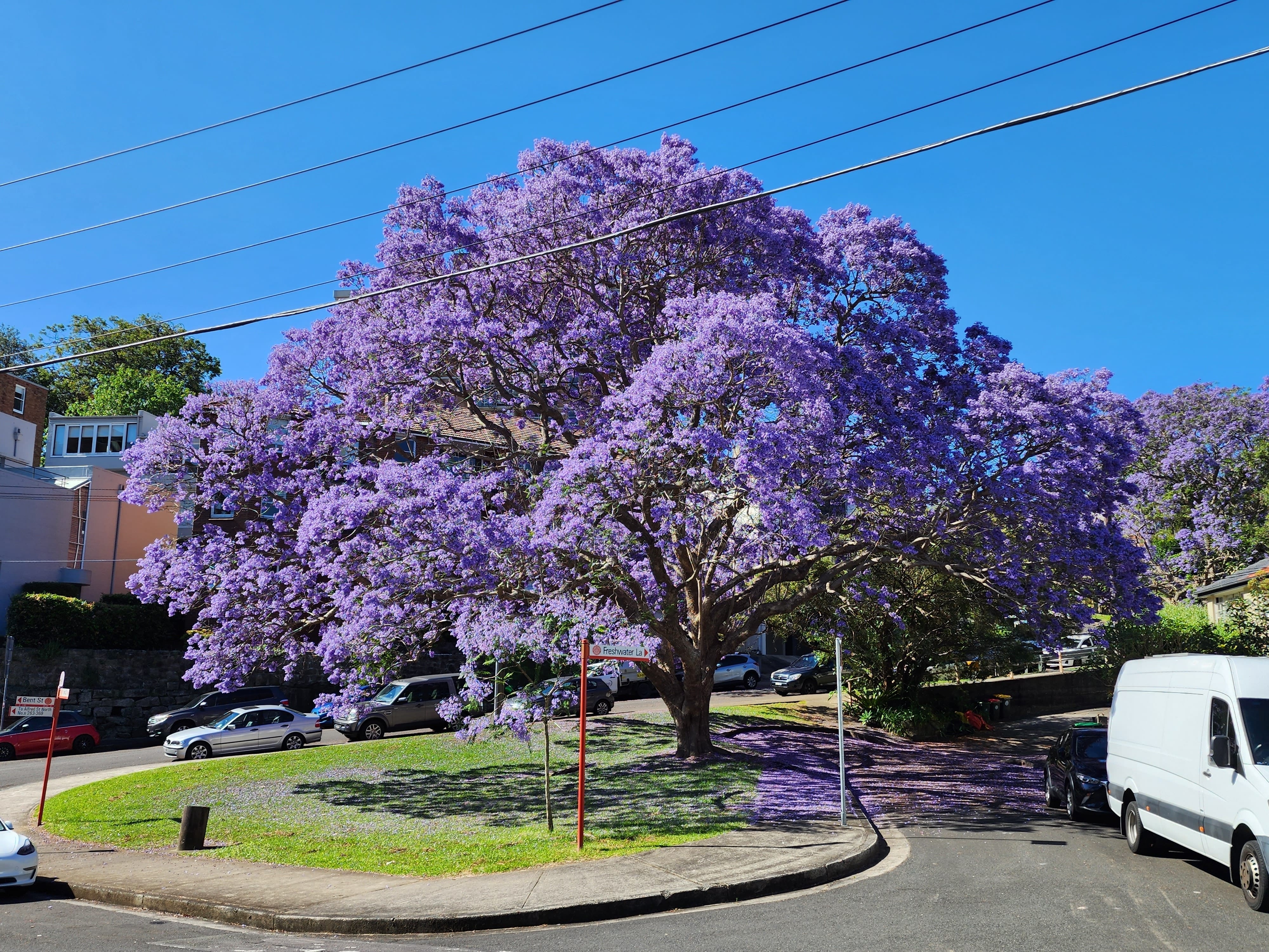 新品42万 Provision VJB-PS Jacaranda Jacaranda mimosifolia (J. acutifolia) - 15 Gallon and 24