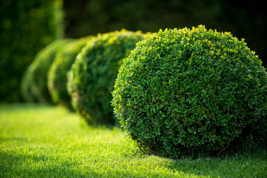 Japanese Boxwood - 24" Box Globe