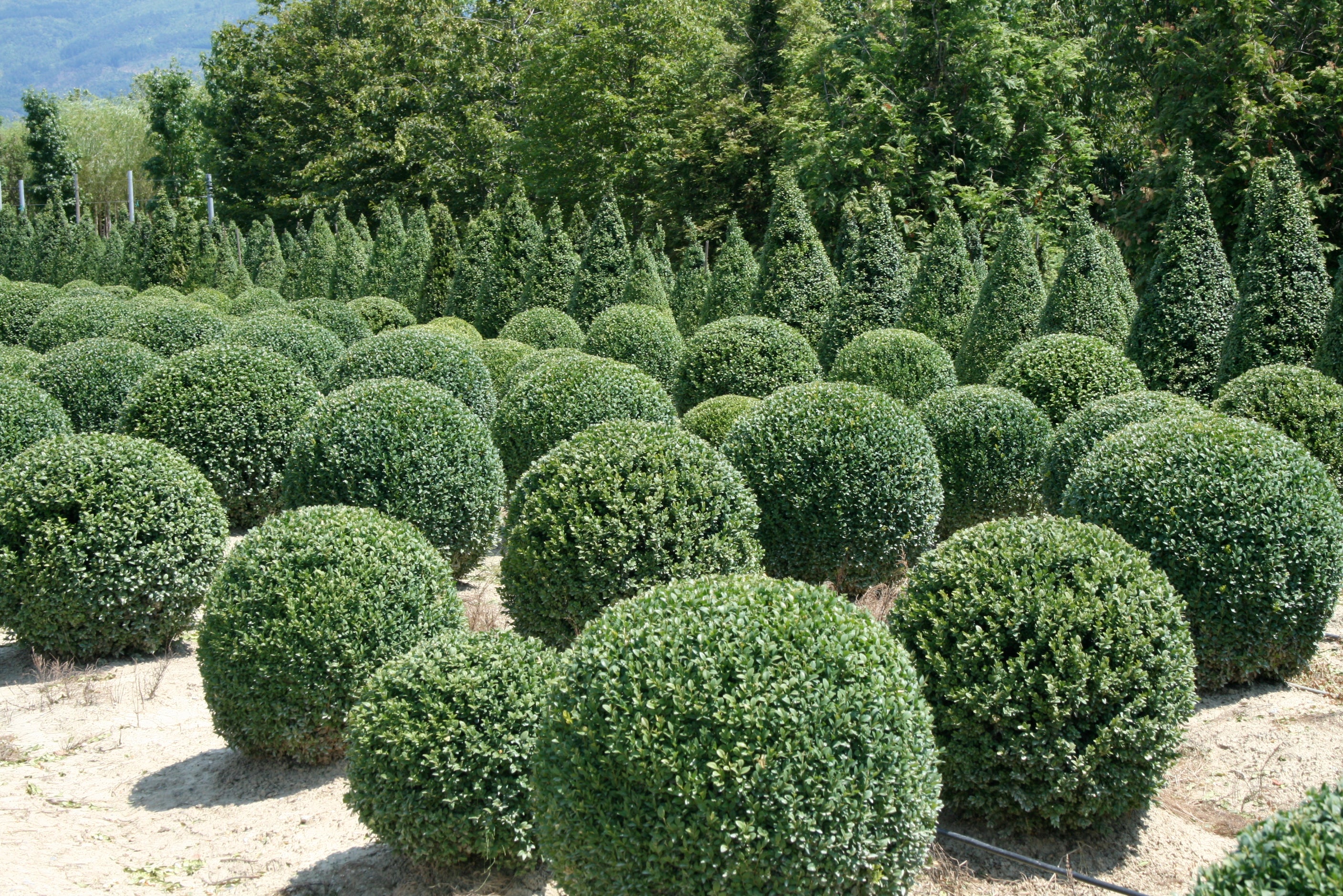 Japenese Boxwood 'Winter Gem' Globe