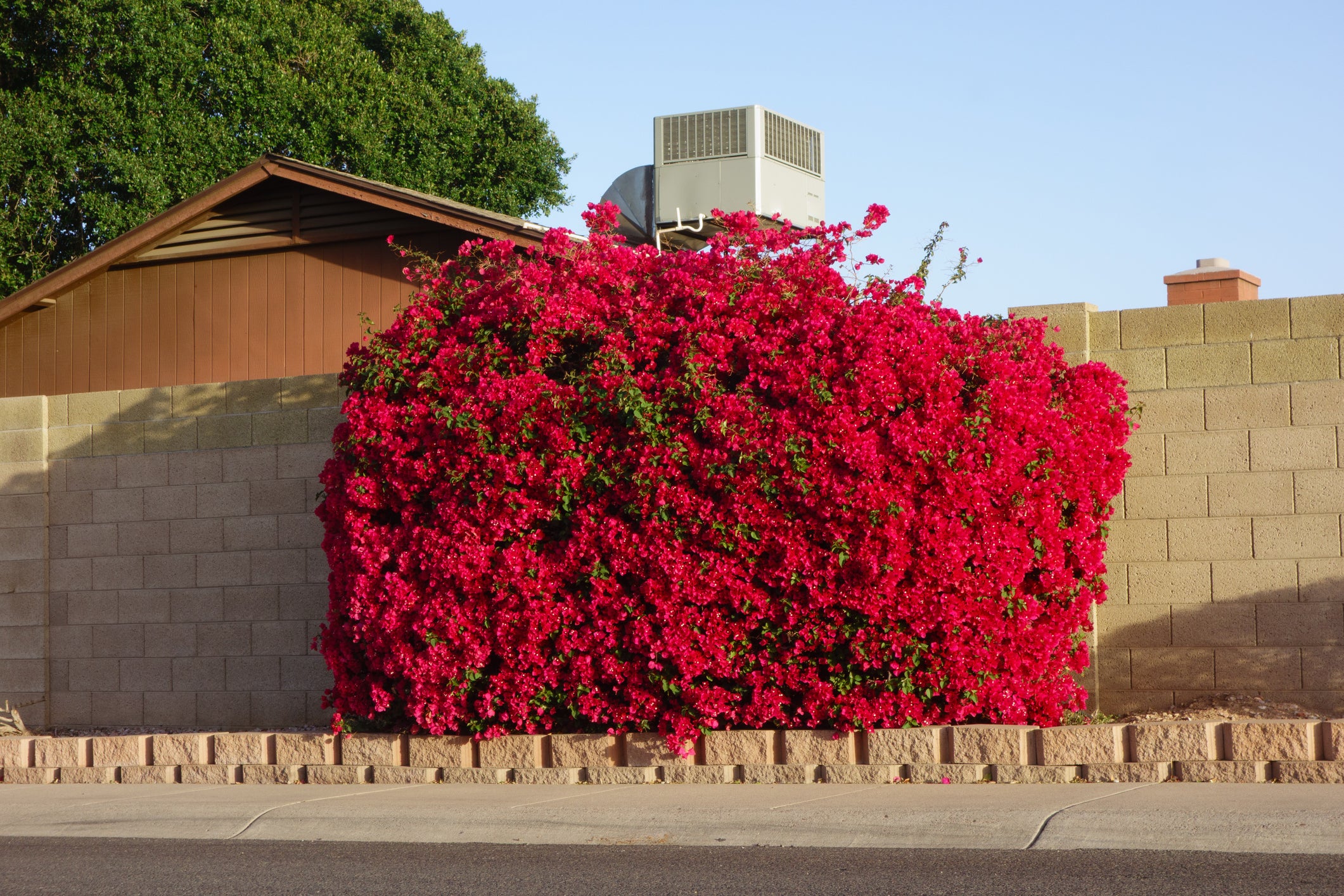 La Jolla' Red Bougainvillea Bush