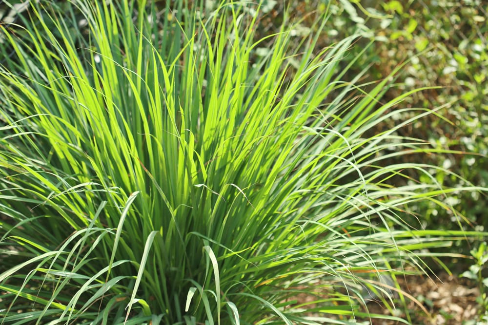 lemon grass potted plant Lemon Grass Hedge Shrub
