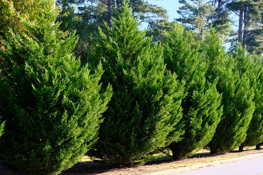 Leyland Cypress trees grown in containers for fast-growing privacy hedges