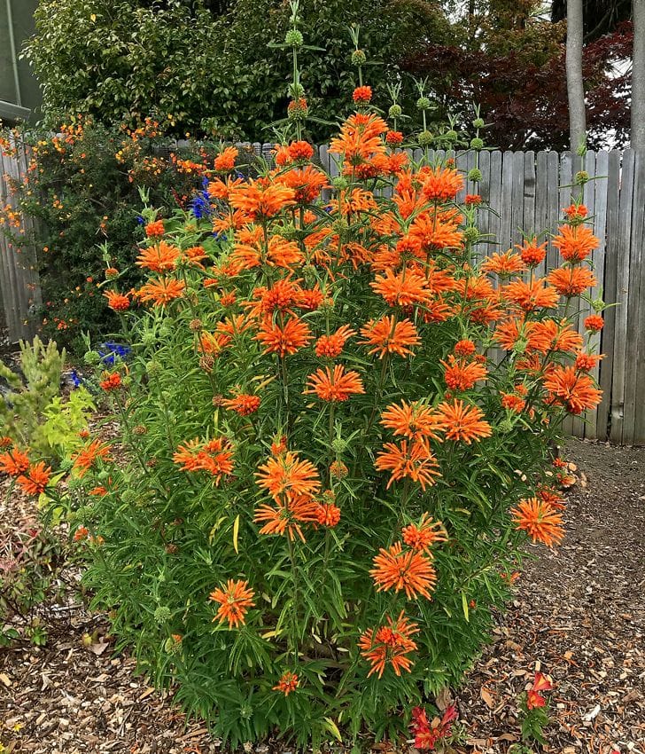 lion's tail plant seeds Lion's Tail
