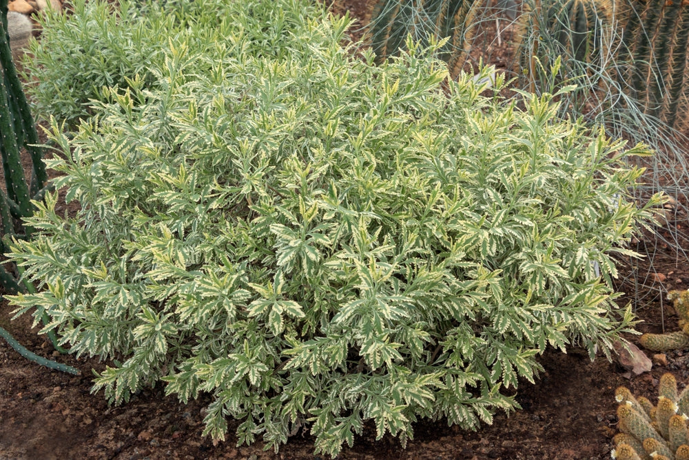 Meerlo Lavender