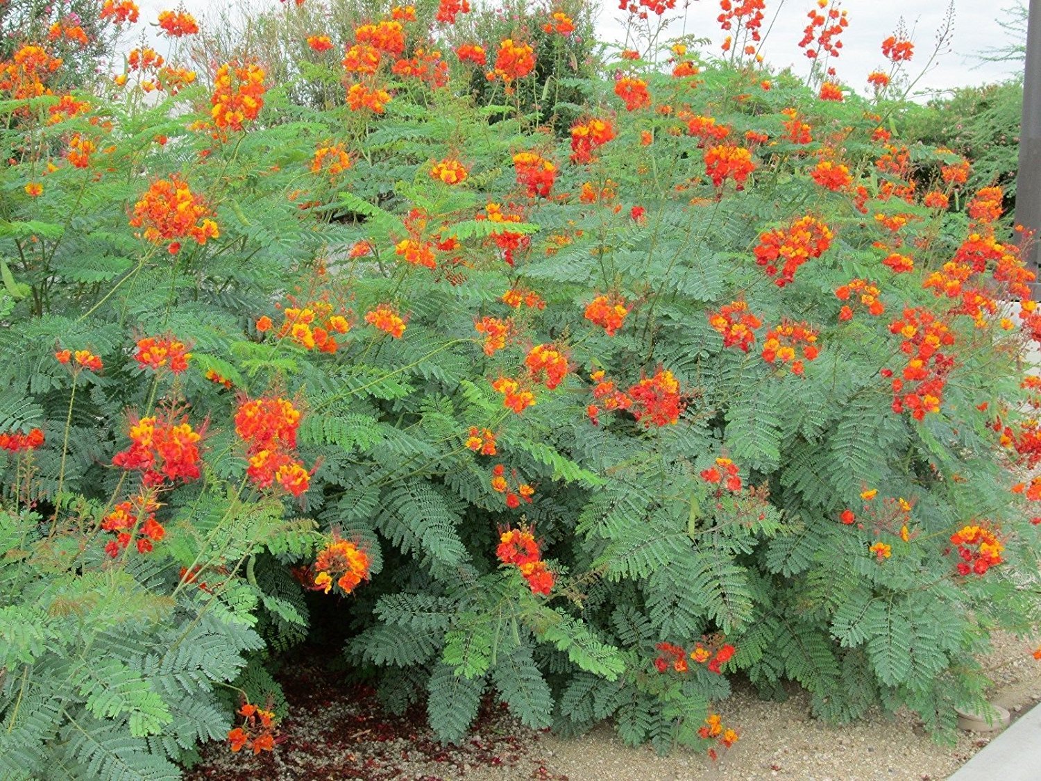 Mexican Bird of Paradise - 5 and 15 Gallon