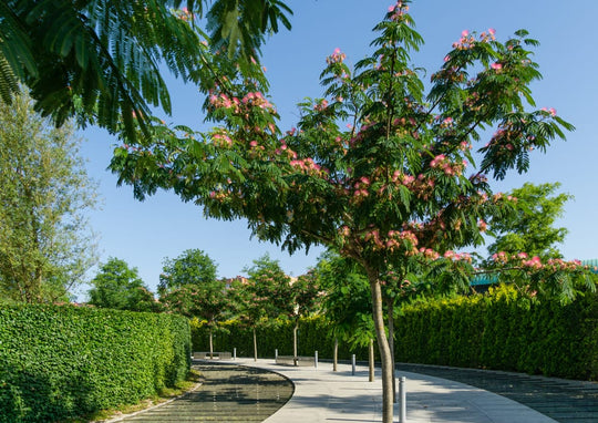 Mimosa Silk Tree Plant