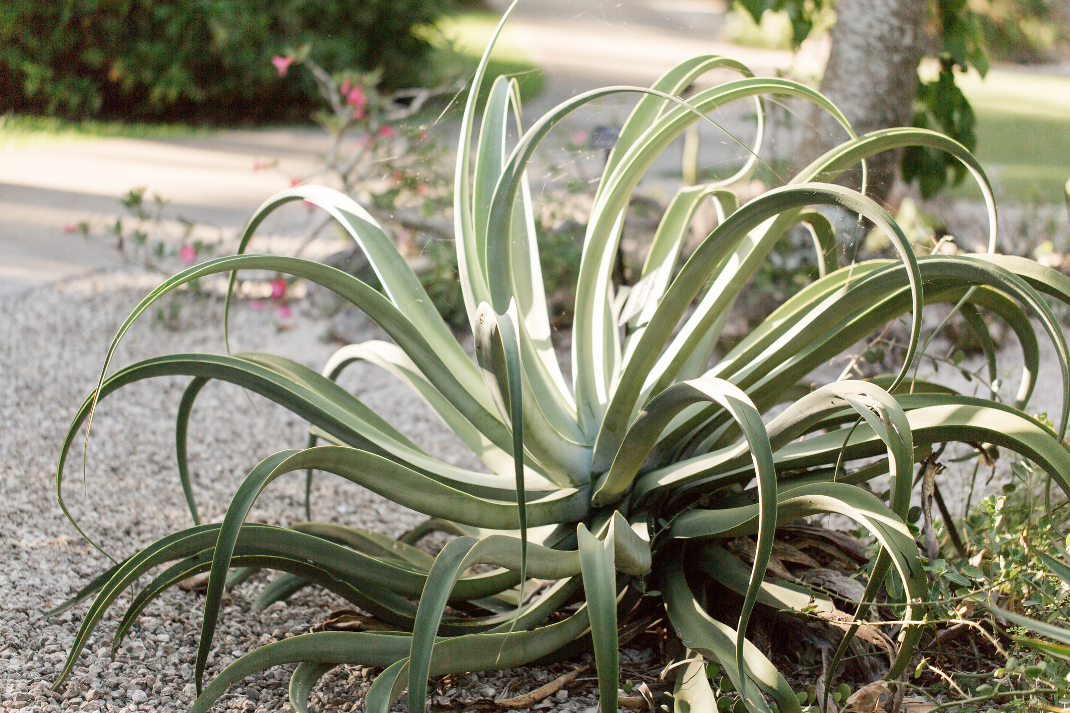 5 Gal. Octopus Agave (Agave vilmoriniana)