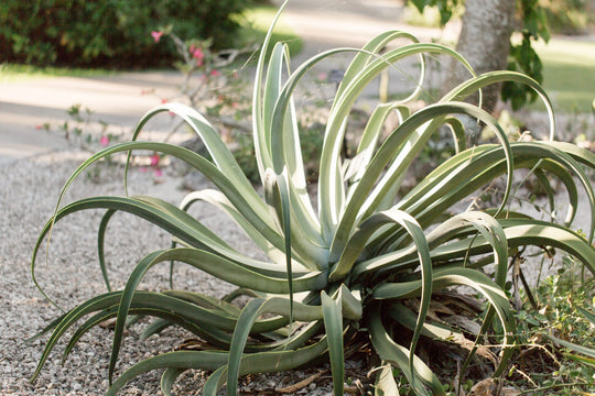 Octopus Agave Plant