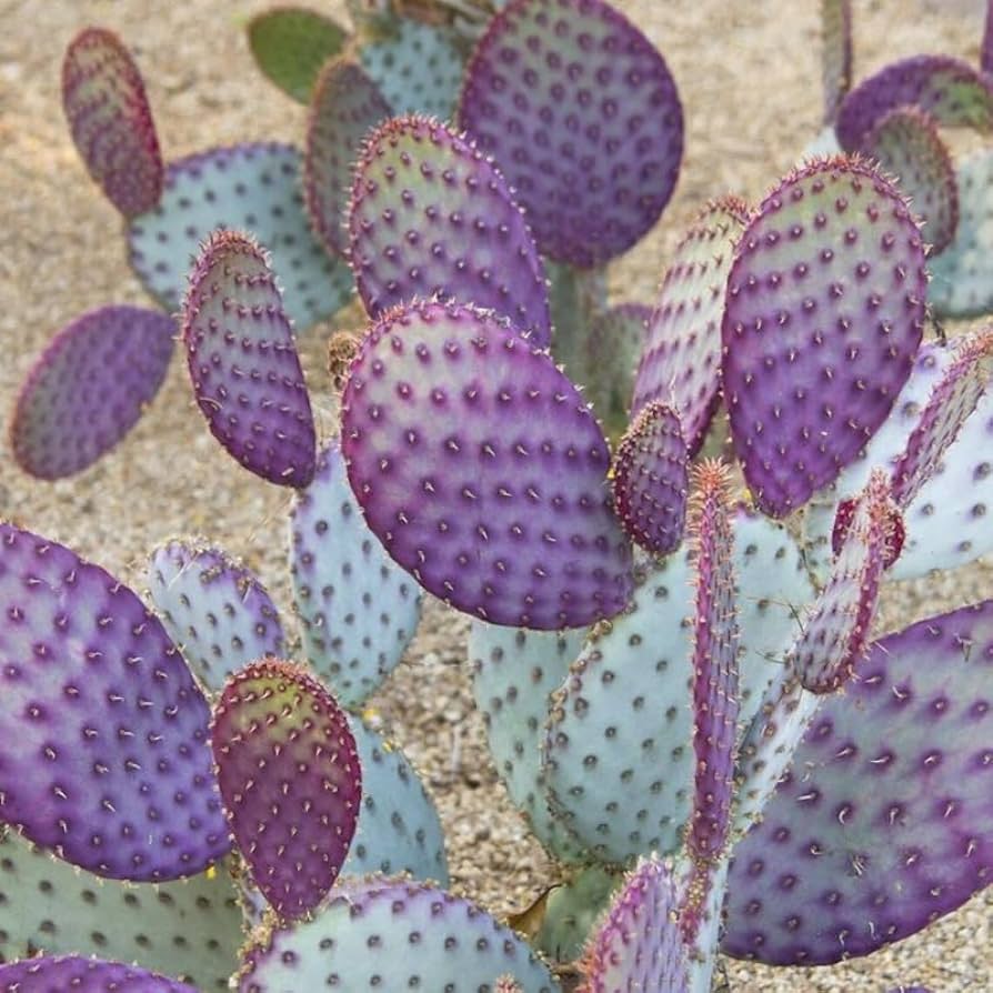 Santa Rita Purple Prickly Pear