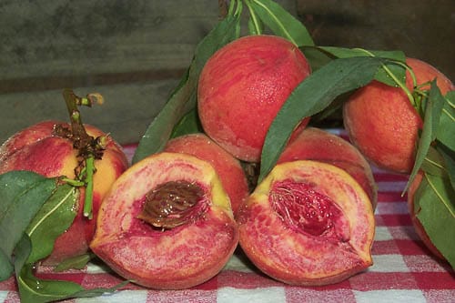 Desert Gold Peach Tree - 24" Box