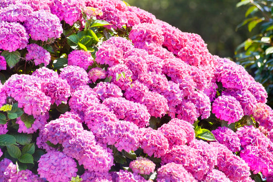 Pink Mophead Hydrangea Plant