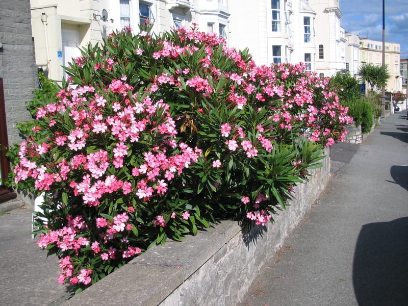 oleander house plant Pink Oleander (Nerium oleander)