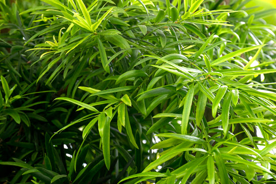 Podocarpusgraciliortree Plant