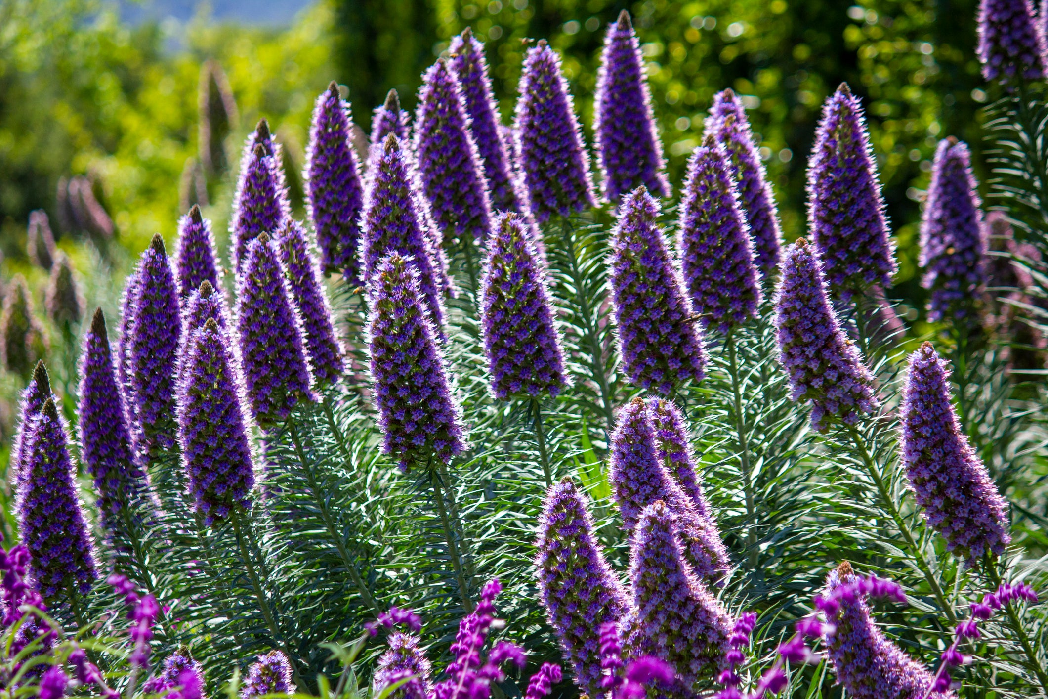 Echium candicans (E. fastuosum) Pride of Madeira - 5 Gallon